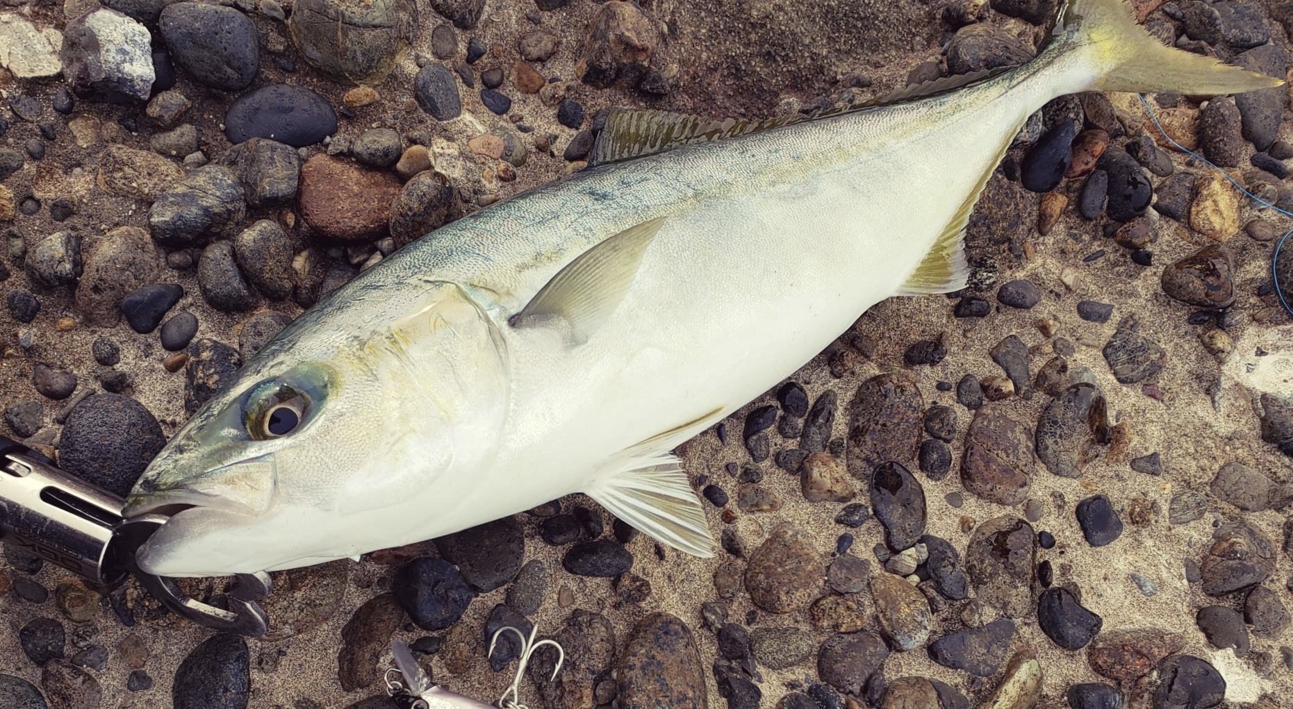 初めてのスマガツオの味！究極のカツオと言われるがウマいのか？！ - 野外LDK