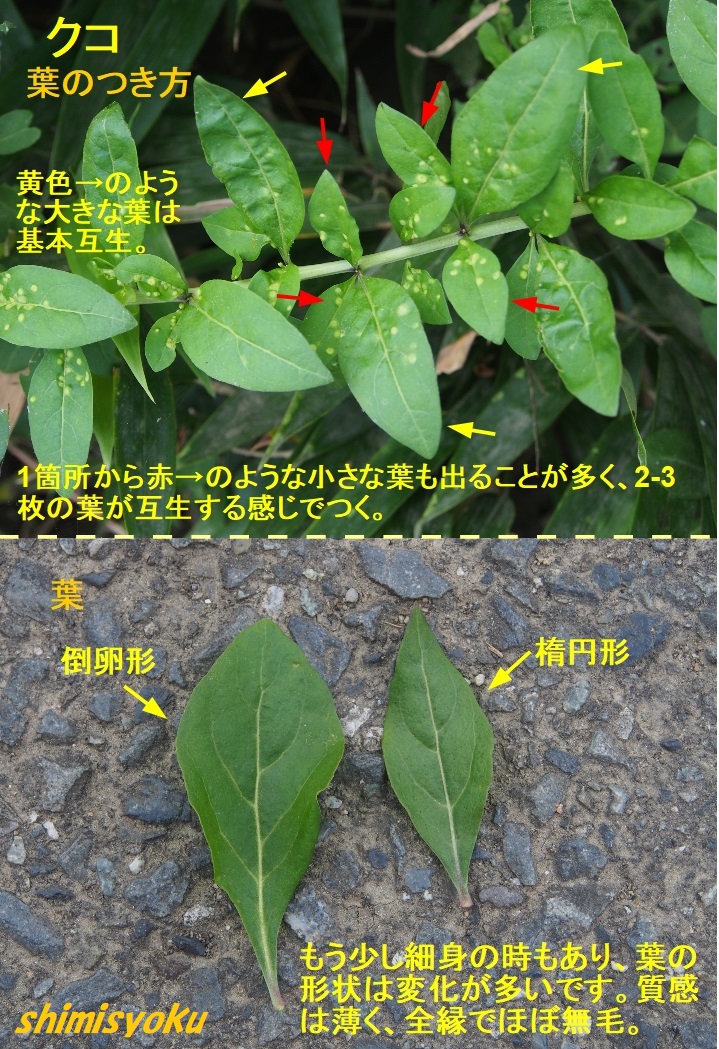 杏仁豆腐の赤いやつの正体とは?正体について解明します