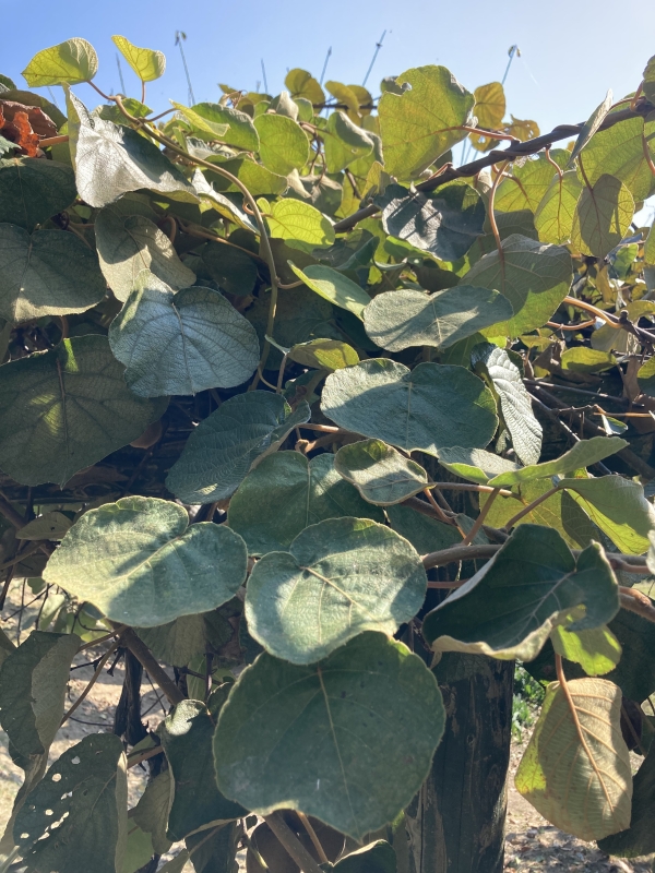 キウイフルーツの育て方