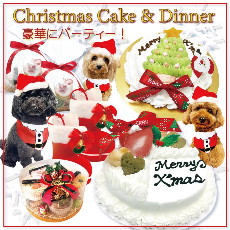 犬用ケーキ🍰 と大好物 の🍎 でクリスマス🎄 のお祝い をしました今週もお仕事頑張ります優美👅😋ペロリ小林酒店酒屋看板犬看板娘秋田犬あきたいぬ犬用ケーキクリスマスケーキ🎂🧁大型犬のいる暮らし大型犬のいる生活