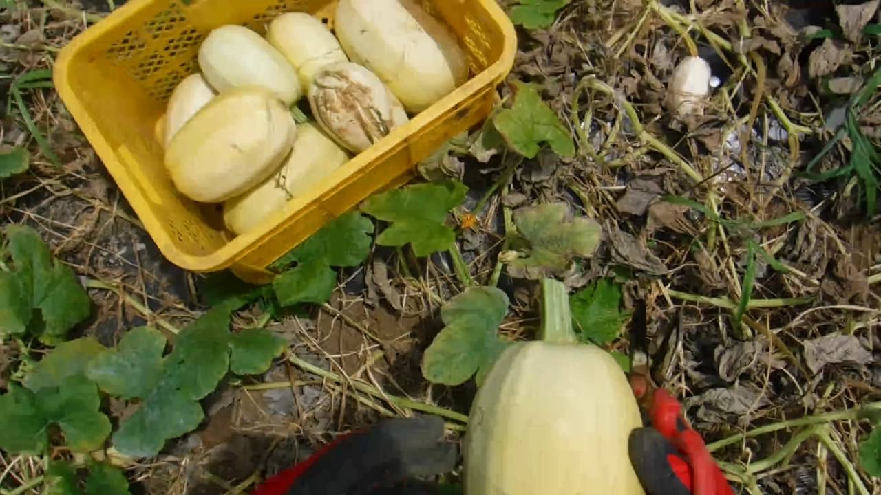 そうめんカボチャを初収穫しました - 畑・畑・畑