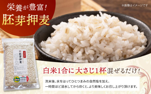 初心者向け もち麦と白米を混ぜる時の割合は？おすすめの分量を紹介