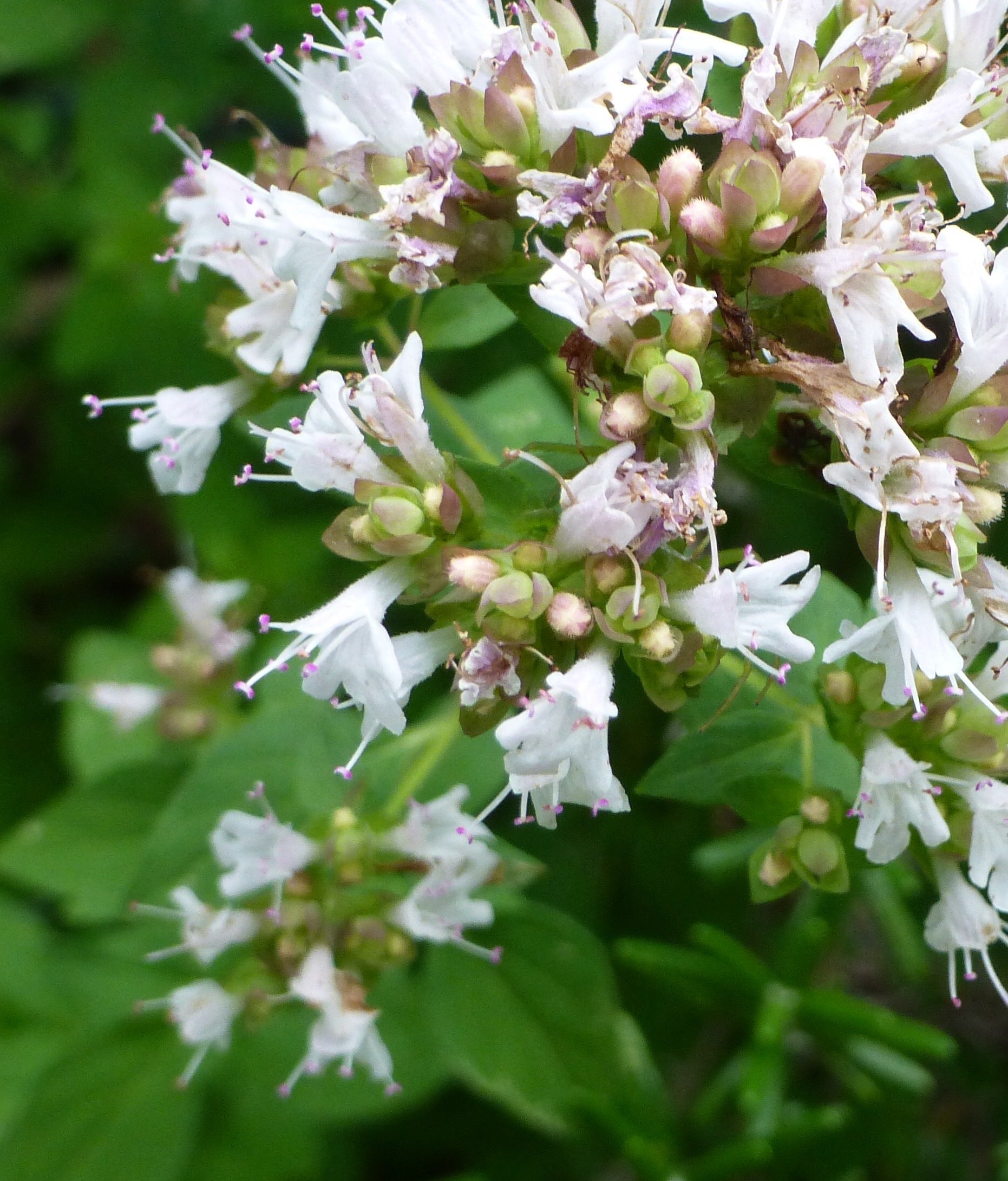 マジョラム・オレガノ違いは原産地によるもの - 暮らしの手づくり