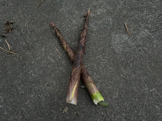 真竹 まだけ 」が生える竹林で筍掘り子供とお出かけ情報「いこーよ」