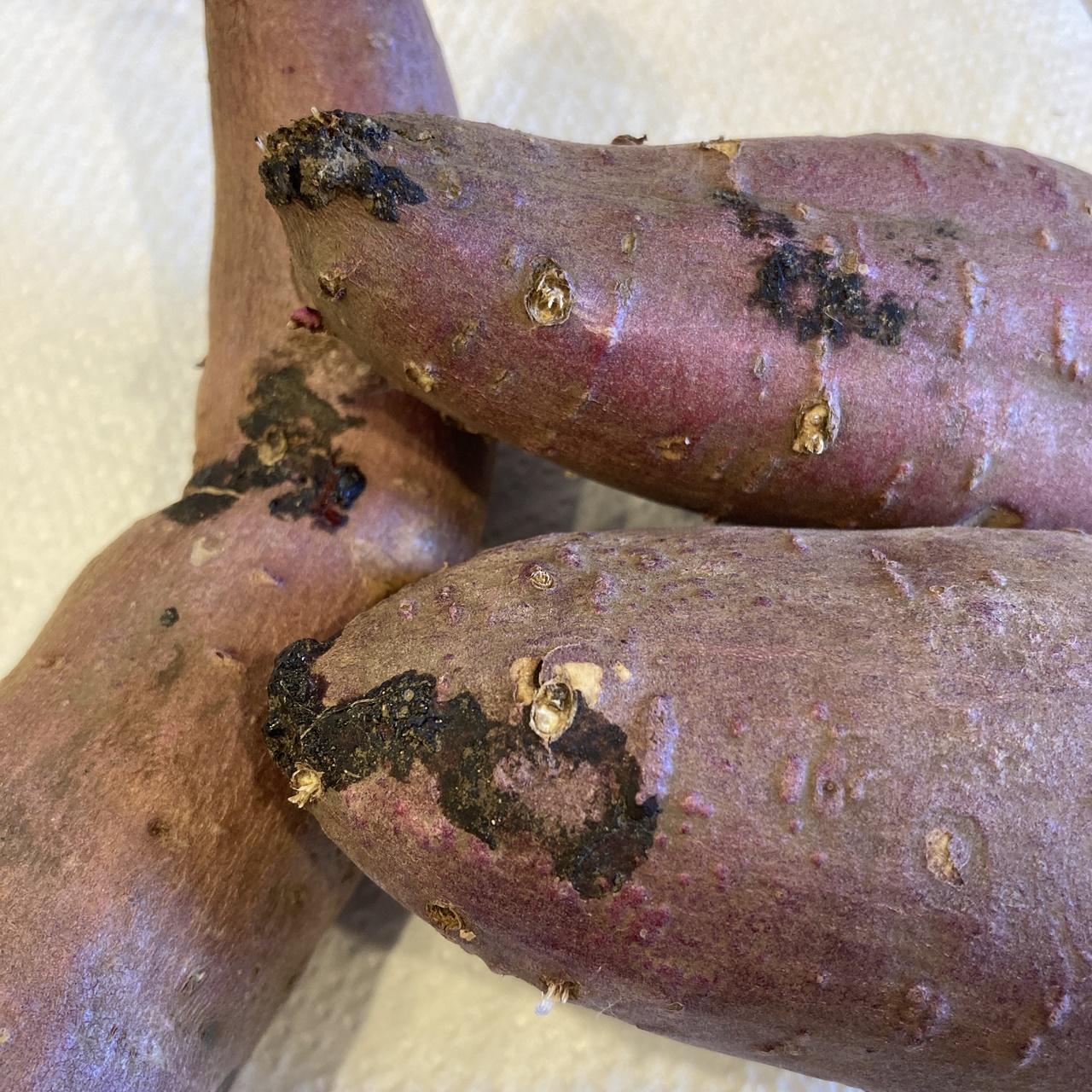 画像つき さつまいもに「カビ」が！食べられるかの見分け方とは 管理栄養士監修健康 ×スポーツ『MELOS』