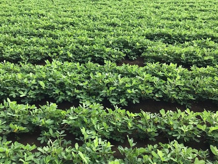 ピーナツクリーム ピーナツバター 落花生 無糖 無添加 皮付き 国産 プレゼント ギフト 健康 送料無料 ペースト ジャム pea1 : 芋國屋 -通販 - Yahoo!ショッピング