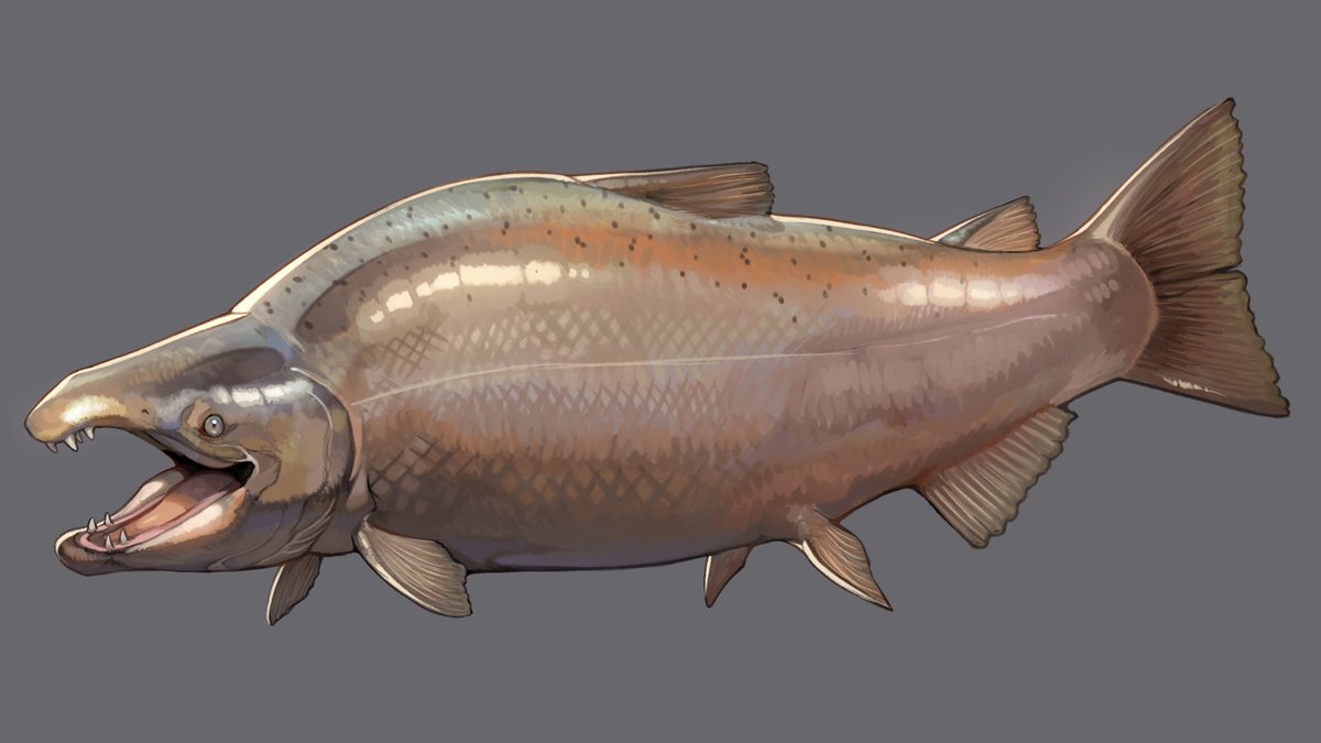 サーモンの刺身のイラスト220639558 毎月1点無料 フリー のストックフォト イメージマート