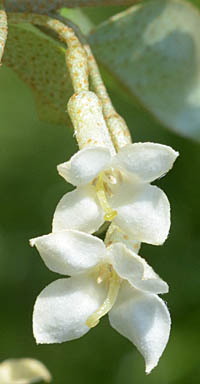 ロシアンオリーブ ヤナギバグミ3.5号 ポット苗 1鉢 柳葉茱萸 柳葉 茱萸 グミ ぐみ スナナツメ Elaeagnus a - メルカリ