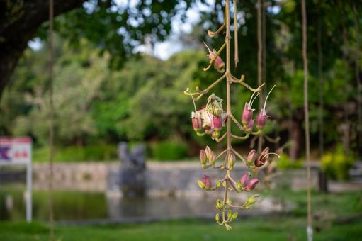 ソーセージの木キバナ咲くタイの植物の花の装飾的なパターンの切り抜きイラスト素材透過、PNGフリー画像ダウンロード - Pngtree