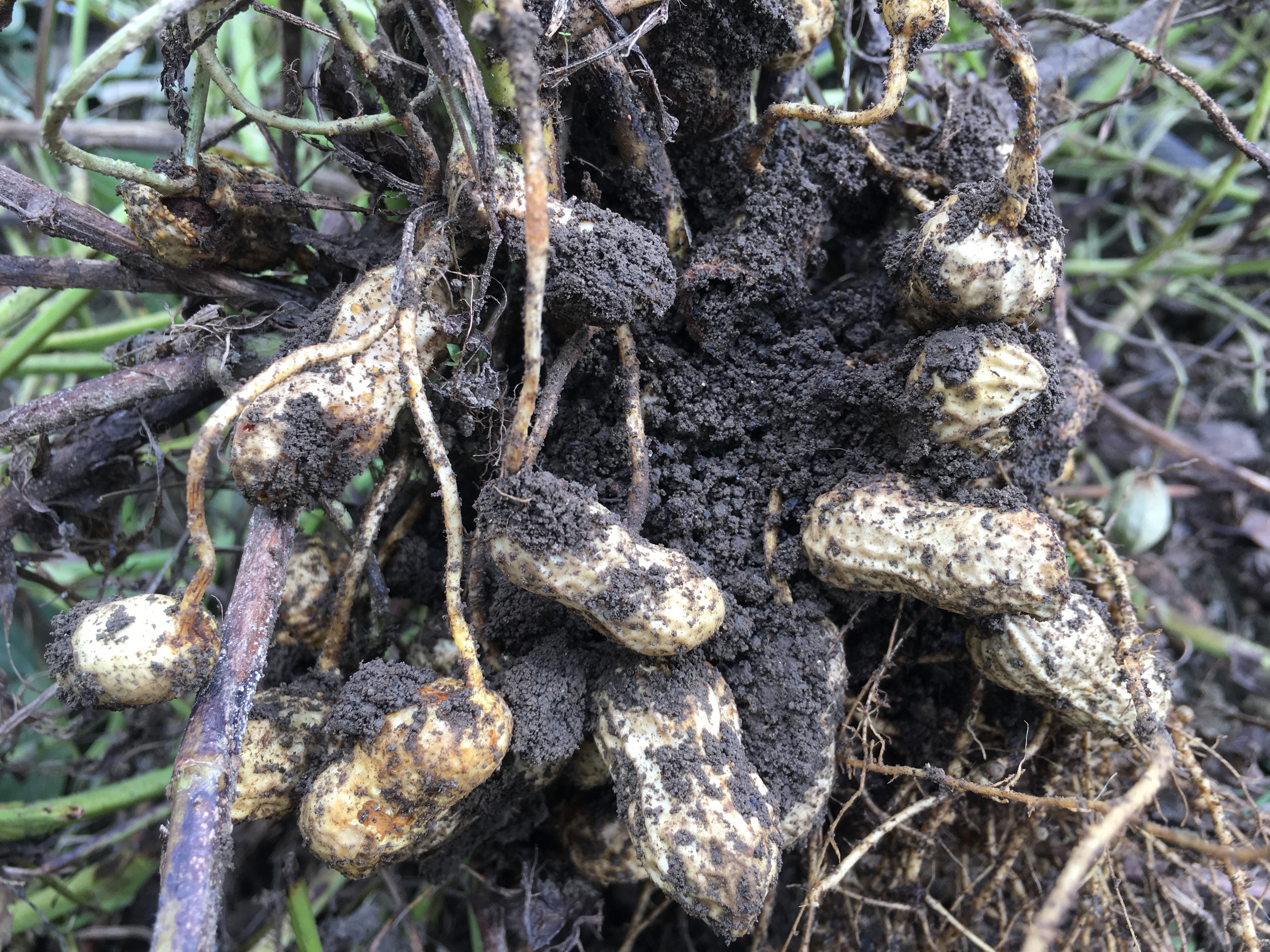 5,700点を超えるピーナツ畑のストックフォト、写真、そしてロイヤリティフリーの画像 - iStock