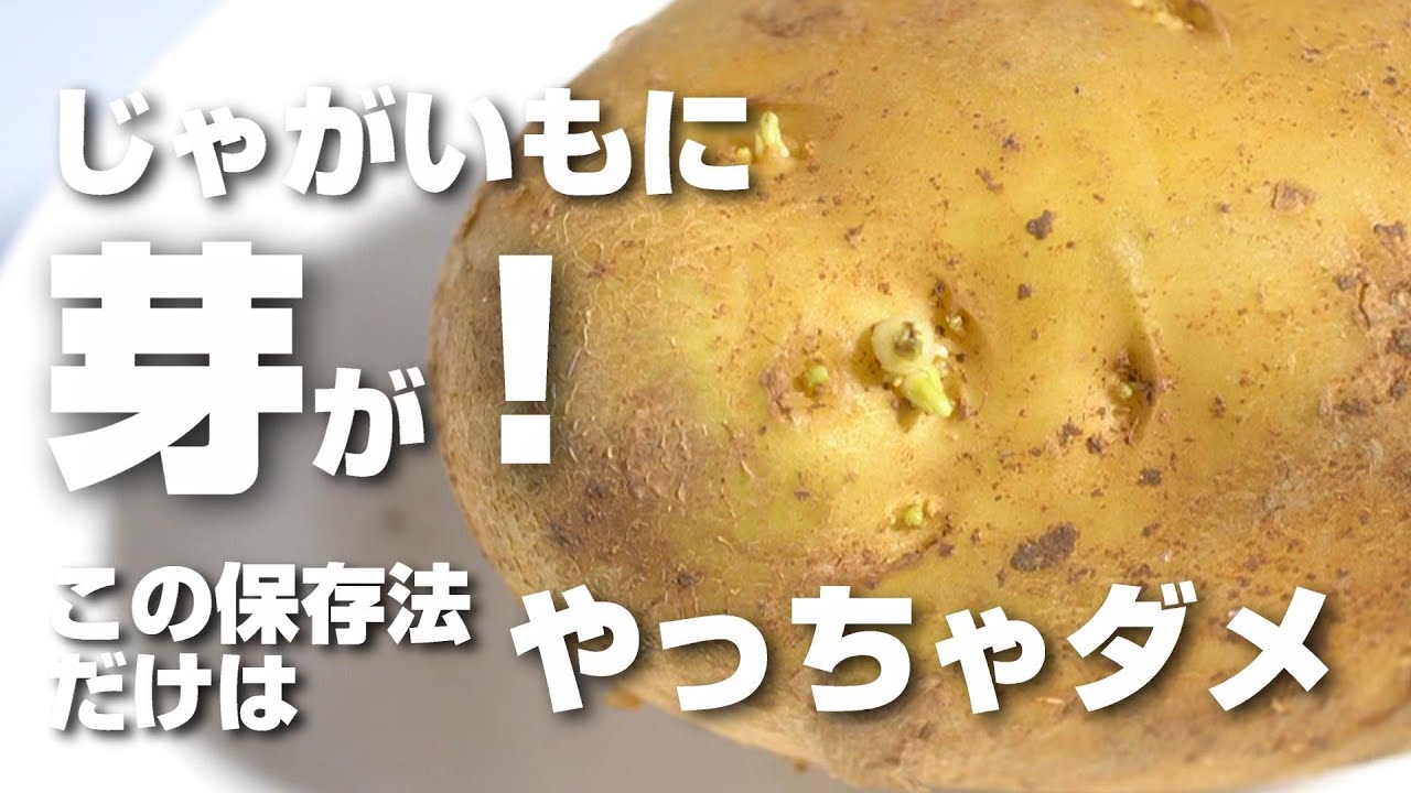 食べ忘れたジャガイモに芽が沢山出ていました。今年植えたジャ 園芸相談Q&Aみんなの趣味の園芸