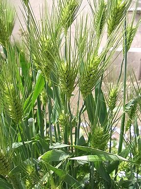 大麦、もち麦、押し麦、オーツ麦の違い：栄養素と特徴を徹底比較もちむぎ村