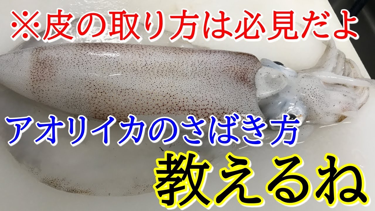 ハサミで簡単 アオリイカのさばき方最短5分で誰でもできる！－釣猿TSURI-ZARU