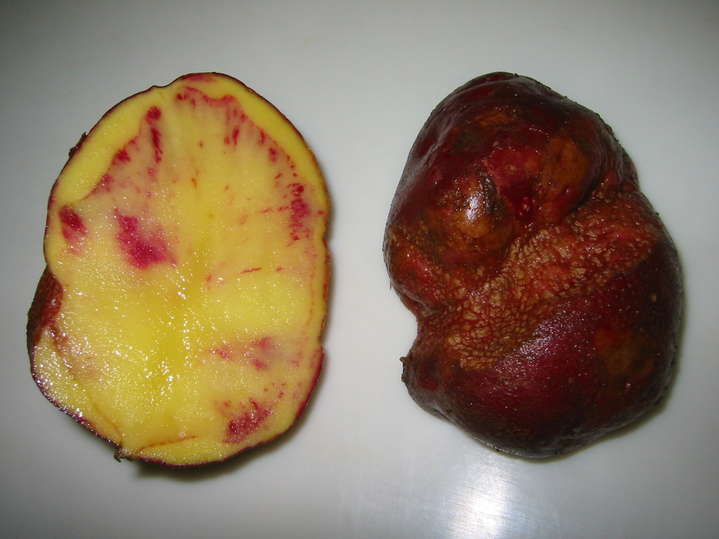 皮の赤いじゃがいも『べにあかり』～特徴や適した調理法は？ずーやのメモ帳