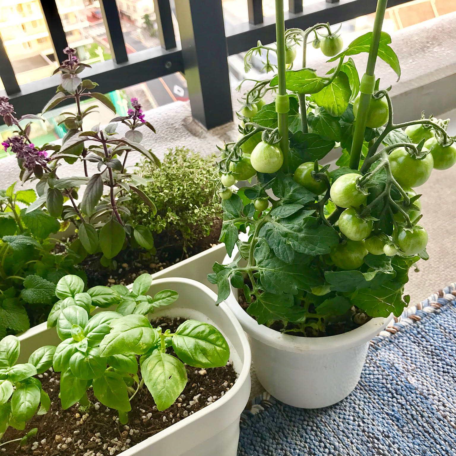 家庭菜園士が教える!プランターにおすすめの野菜17選!🍀GreenSnap グリーンスナップ