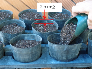 ミニキャロットを室内栽培でキットで育ててみた!2020レポ家庭菜園ブログ。〜ずぼら主婦ミントプレゼンツ