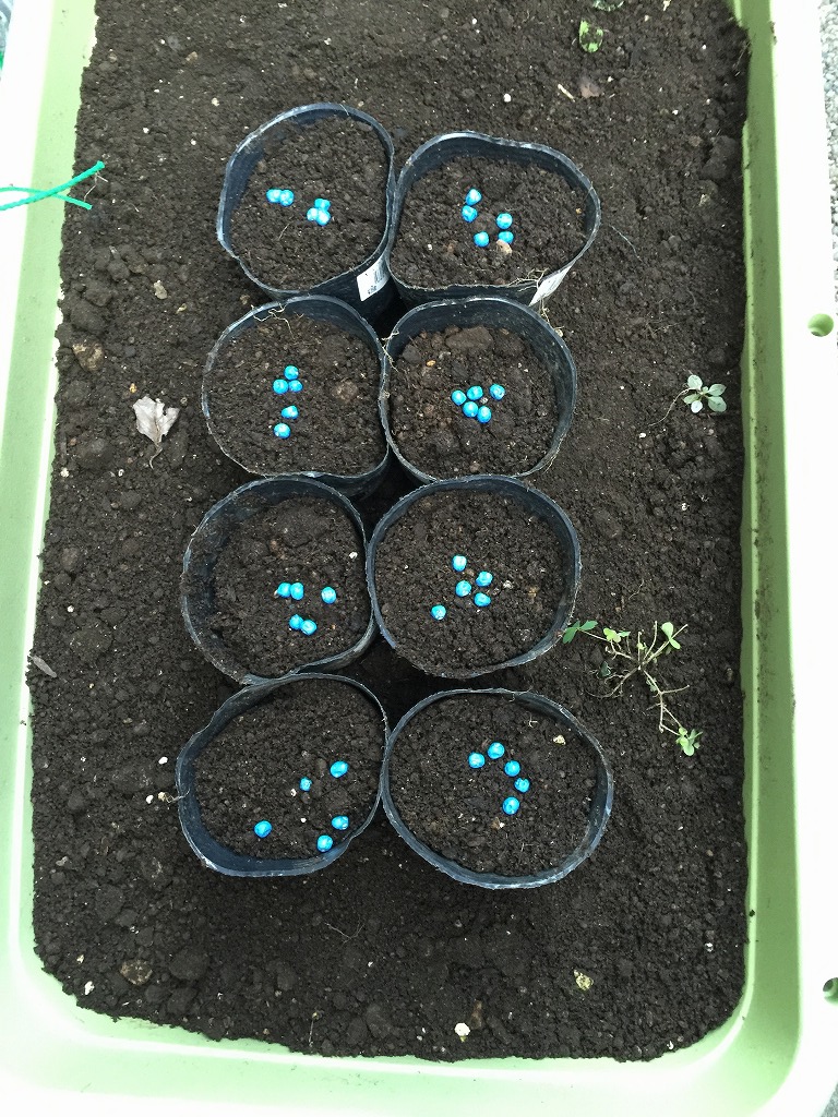 スナップエンドウの種まき 今年も春蒔き・育苗で栽培します