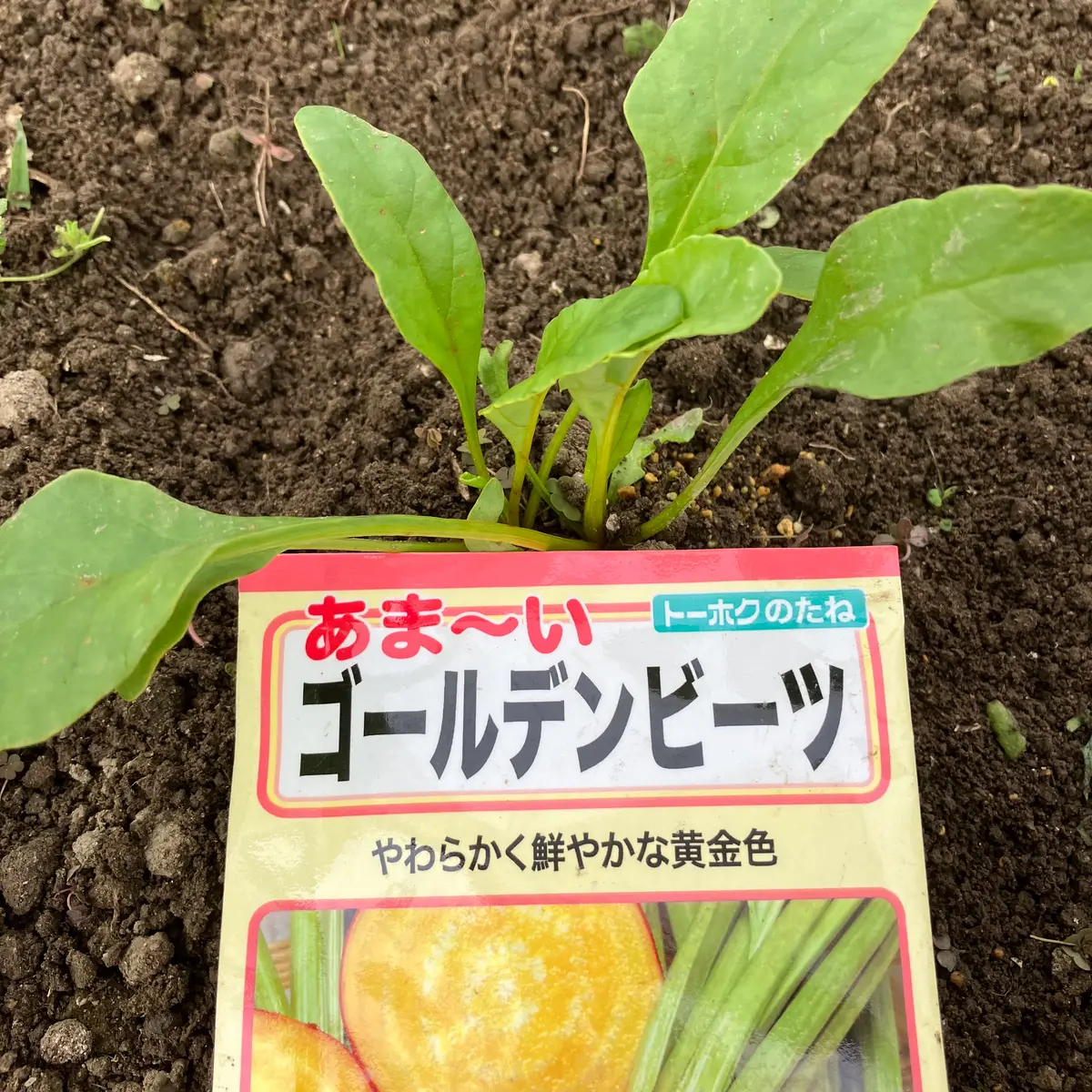 ゴールデンビーツ＆レッドビーツ – ならはら菜園