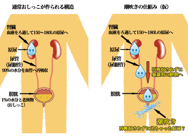 女の子を潮吹きさせるコツ＆メカニズムを徹底解説！│【風俗求人】デリヘルの高収入求人や風俗コラムなど総合情報サイト | デリ活～マッチングデリヘル～