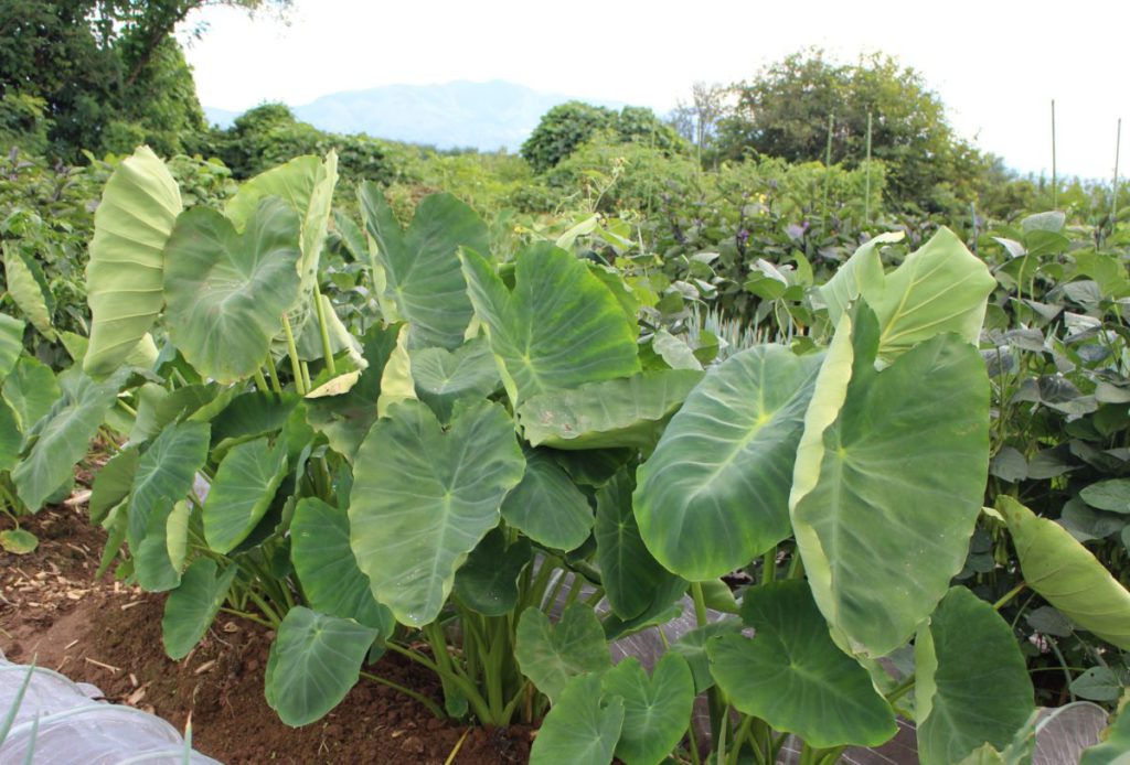 里芋の葉っぱが1～2枚枯れて ？ いるのですが、ほっとけば良い- Yahoo!知恵袋