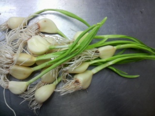 にんにくの芽が出始めました🌱 – 滋賀竜王まるしぇ