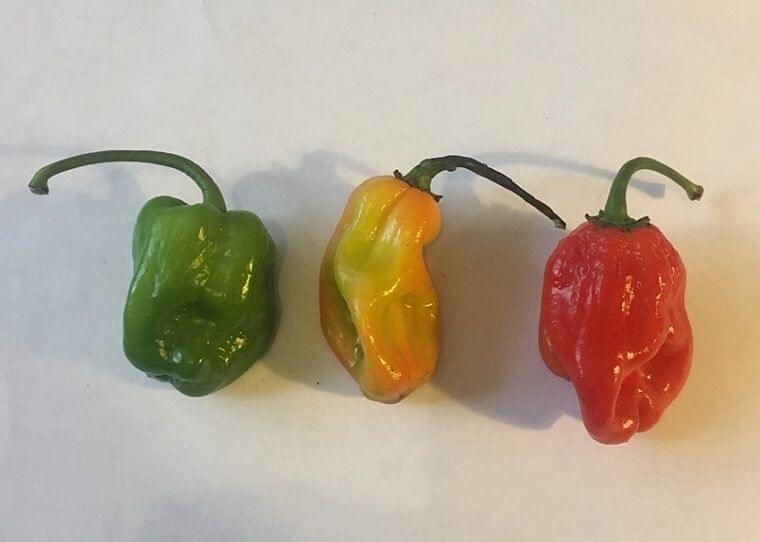 青唐辛子で絶品メキシカン料理！ by ❃AKANE❃クックパッド簡単おいしいみんなのレシピが392万品