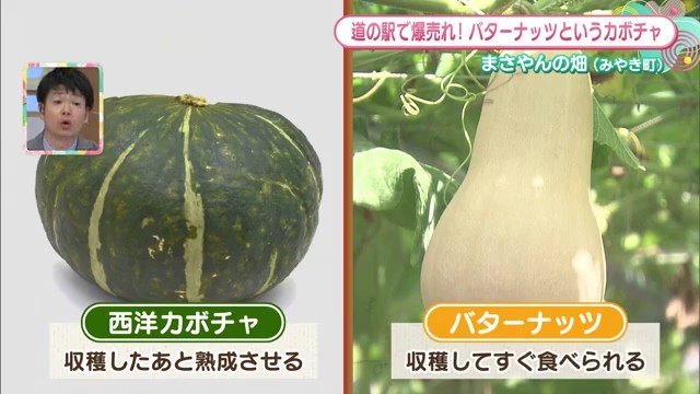 バターナッツかぼちゃってどんな野菜？育て方やレシピをチェック！- 育てて食べようユニーク野菜耕うん機Honda公式サイト