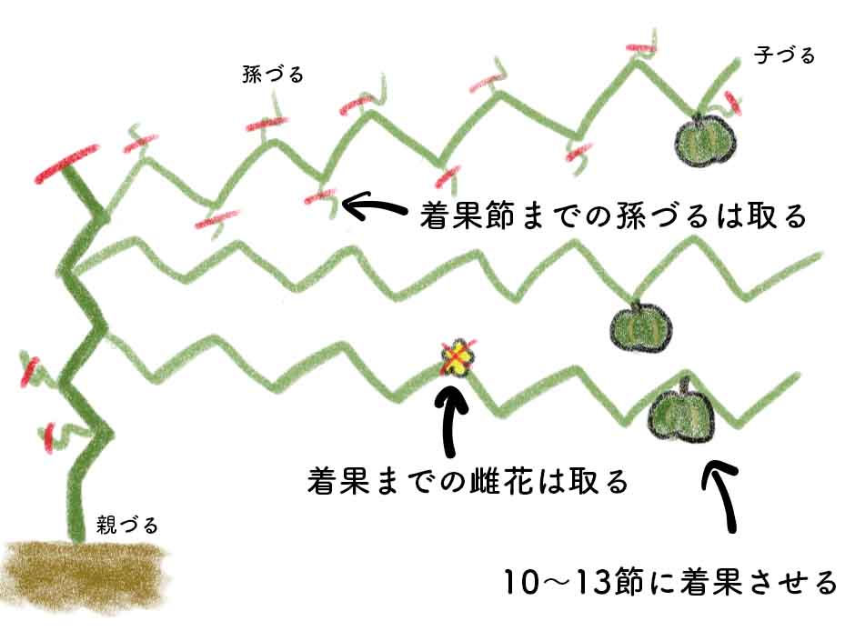 野菜ソムリエが解説！「そうめんかぼちゃ」の特徴やレシピ - macaroni