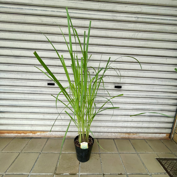 鉢ごと発送 レモングラス苗 3号ポット 3鉢料理やハーブティーに◎香りで癒すナチュラルガーデンに その他インテリア雑貨 PLANTS SHOPOLIVE 通販 19538754Creema クリーマ