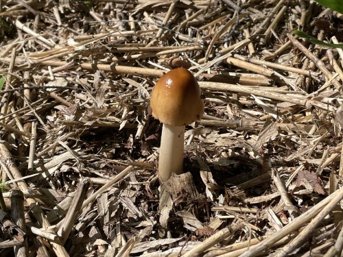 Mushrooms きのこMusic & Nature WORLD