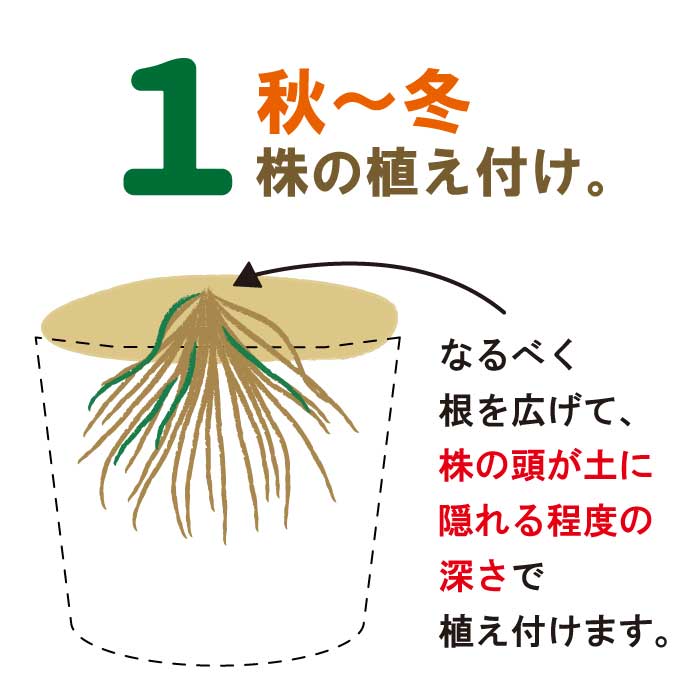 農家が教えるアスパラガスの育て方 1年目の正しい管理や収穫のタイミングは?マイナビ農業