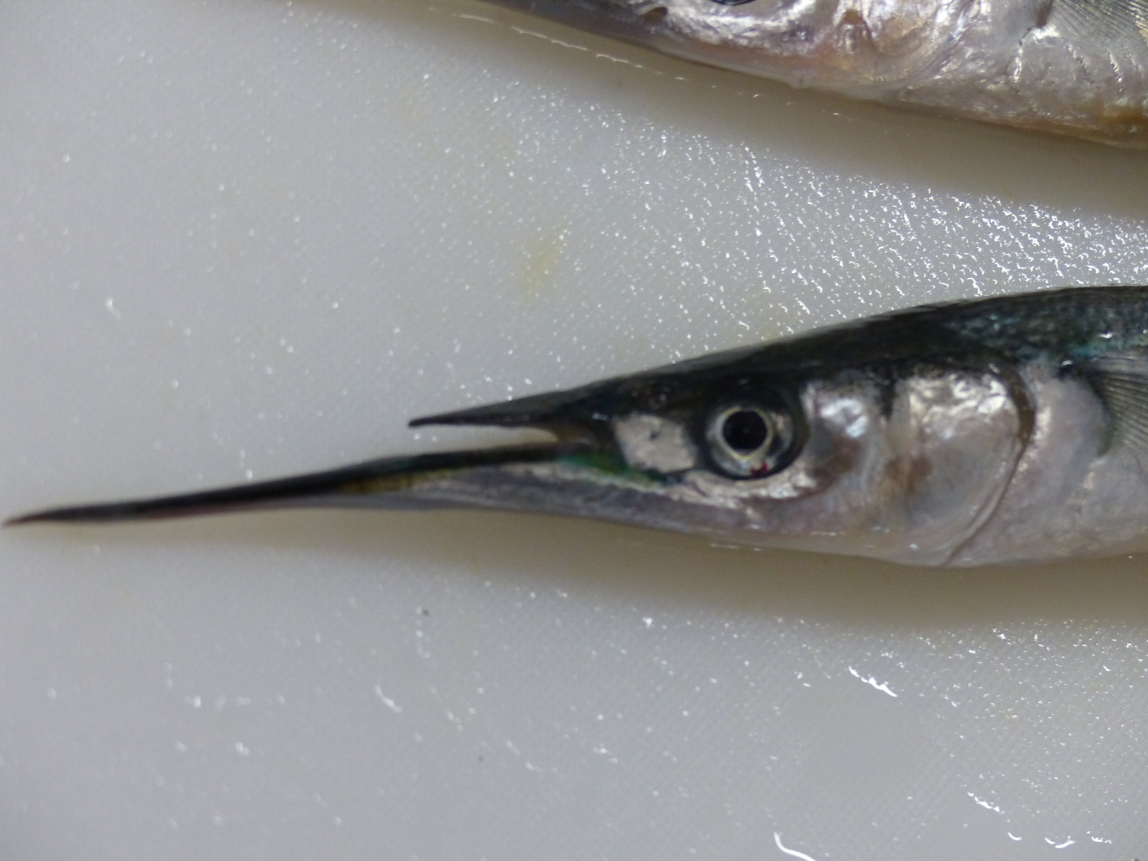 サヨリ 細魚 の秘密すべてご紹介!基礎知識からおもしろ雑学までやさしく解説きのした生魚店