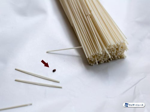 ポップコーンを畑で作ろう、放任で大丈夫なはずなのに、今年は異変、鳥や虫に食われまくり？プリメロ菜園通信