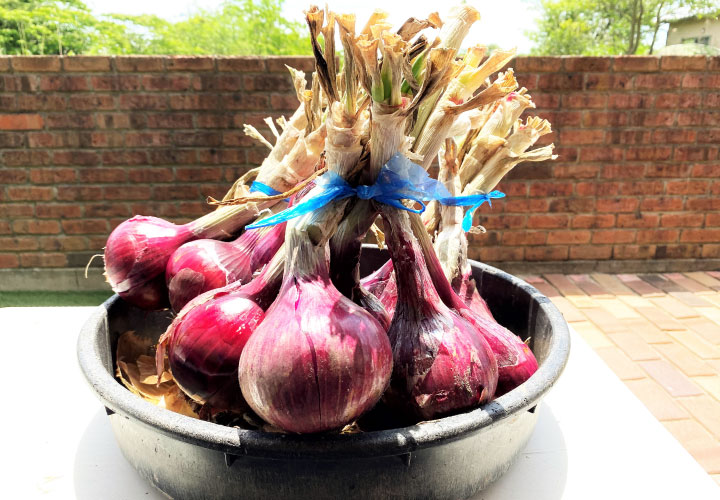 紫たまねぎ 新潟佐渡産 紫たまねぎ5ｋｇ - 新潟県佐渡市ふるさとチョイス - ふるさと納税サイト