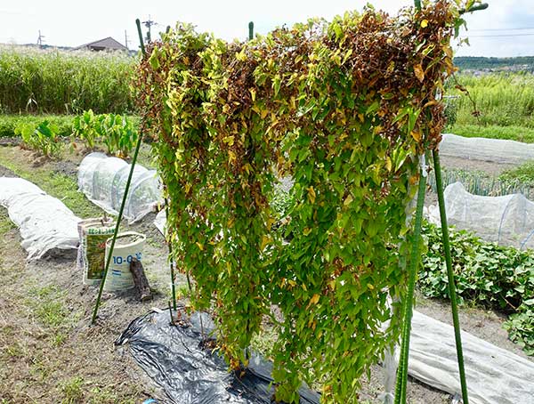 ほくほくがおいしい! むかご 基本のレシピ3選 基本の塩茹で、むかごご飯、フライドむかご、むかごのいろいろなおいしさに出会える