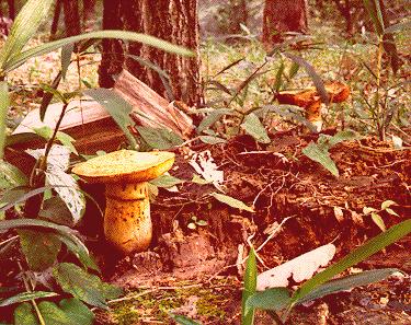 幻覚キノコ ワライタケの毒成分・中毒症状など - キノコの資料をゆっくり見ていってね