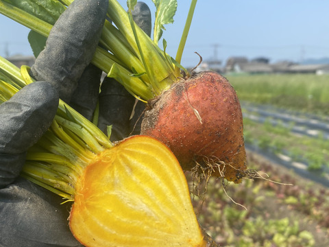 九州のスター生産者 vol.34 久留米 ビーツソワニエ最新号ソワニエ＋