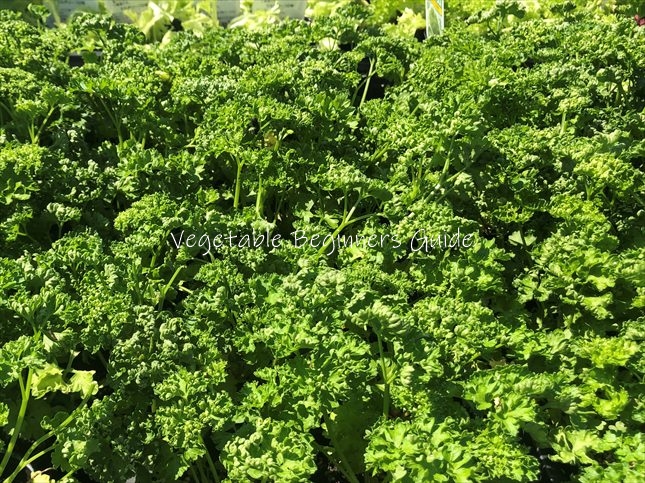 パセリの上手な育て方