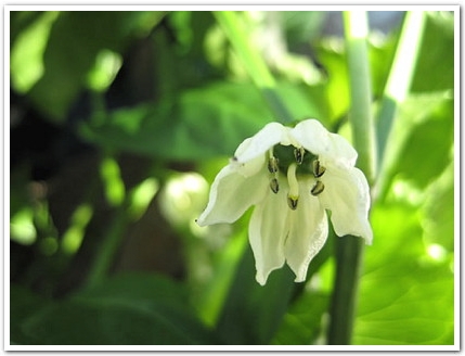 学校給食 花野菜のサラダ by 長野県駒ヶ根市クックパッド簡単おいしいみんなのレシピが392万品