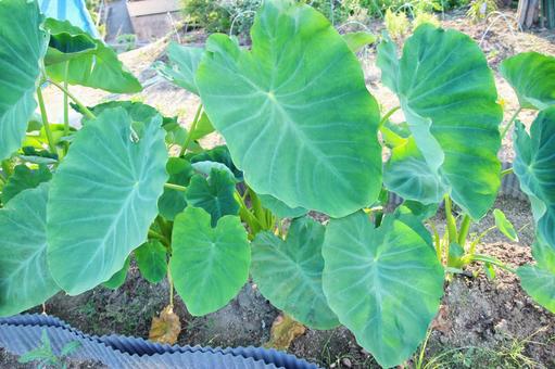 玄関 入り口 里芋の葉っぱのインテリア実例RoomClip ルームクリップ