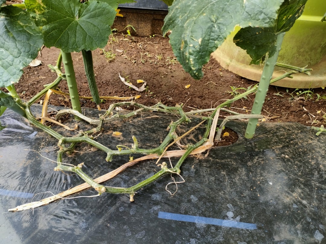 キュウリ 親蔓1本仕立て 作業をシンプルに！長～く楽しめますよ230527 キュウリ栽培 家庭菜園