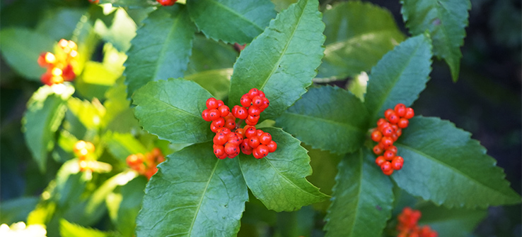 斑入り 千両 の特徴と育て方苗木部の部室 〜苗木、育てよう〜 By 花ひろばオンライン