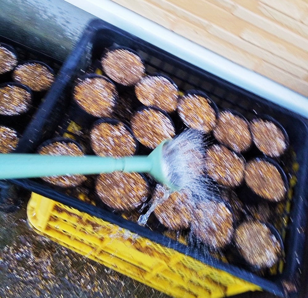 とうもろこし もちきび です。４月19日に育苗ポットに種をま 園芸相談Q＆Aみんなの趣味の園芸