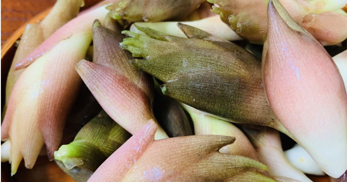 ミョウガの上手な育て方 植え付けから収穫まで完全解説! 茗荷栽培のコツとポイントが分