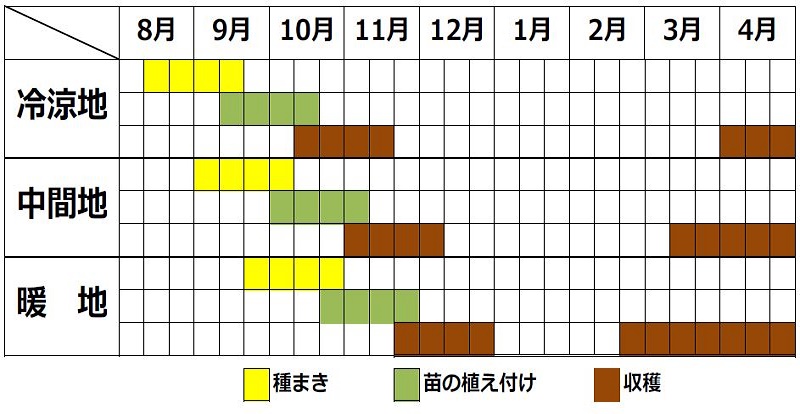 イタリアンパセリの育て方。畑・プランター別の栽培方法や注意点を農家が解説マイナビ農業