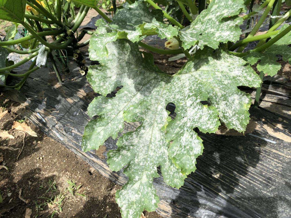 モザイク病 ちょっと変わった 自然流 ？ 対処法