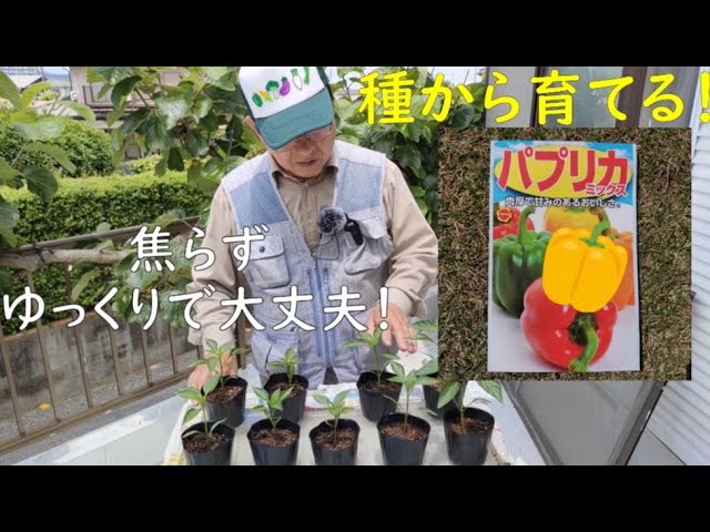 パプリカの育て方プランター栽培、肥料の与え方も解説 – 自然暮らし
