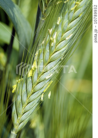 10月以降入荷予定オオムギ種六条大麦シュンライ1kgおおむぎ 大麦 栽培用 種子 食用向け品種 アサヒ野菜・果物の種,その他の穀類なら、みつのぶ