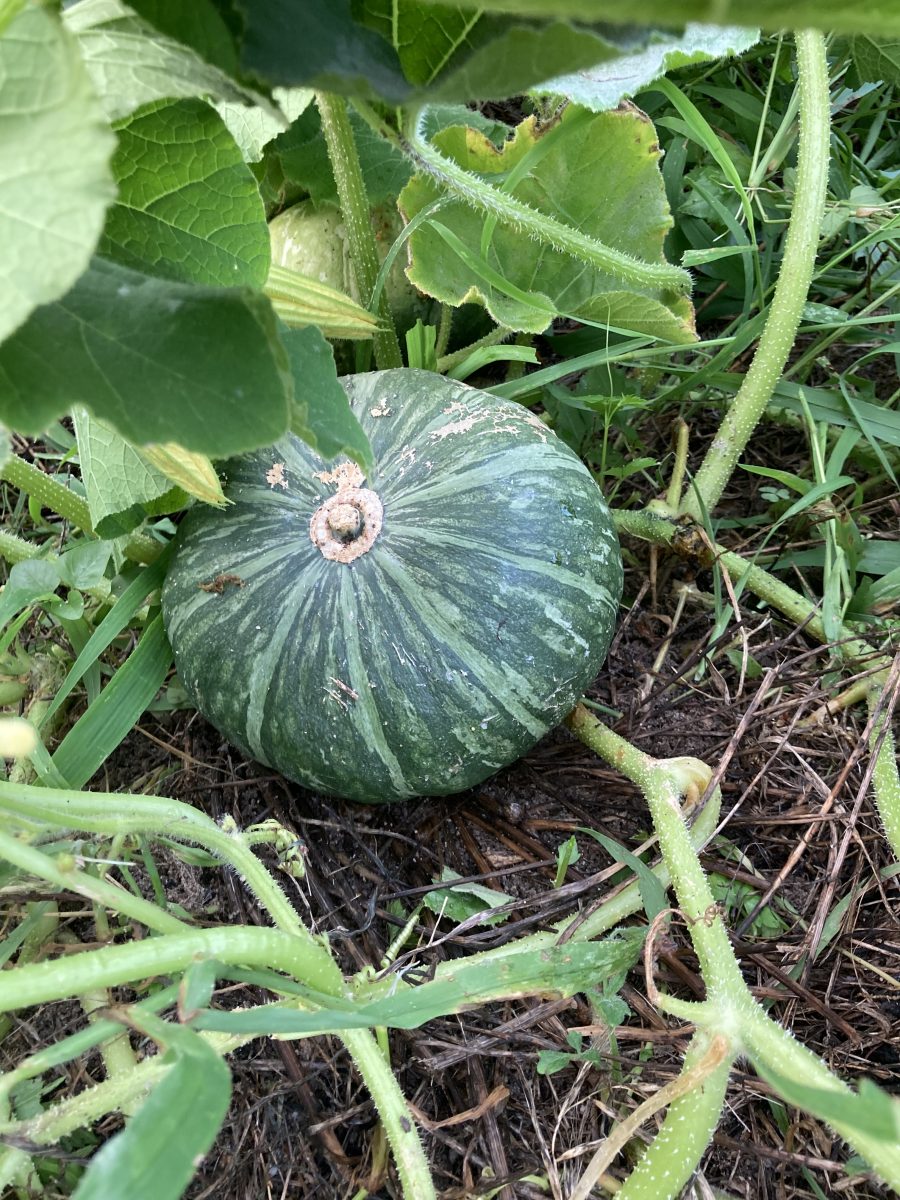 どのぐらいコルク化すれば収穫かハッキリわかるカボチャの収穫適期の目安・見極め方 雌花が枯れる原因とは？カボチャ収穫 カボチャ栽培 空中栽培・立体栽培 ロロン 家庭菜園