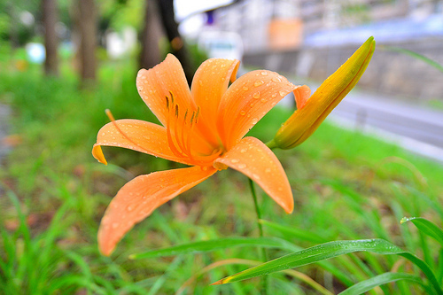 ノカンゾウの花の甘酢漬け。これがなかなかどうして。道端で草花をちぎるのは恥ずかしいの